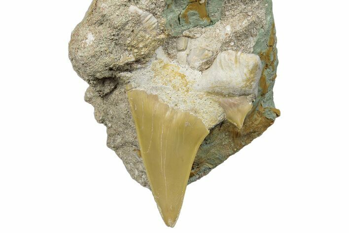 Otodus Shark Tooth Fossil in Rock - Morocco #292012